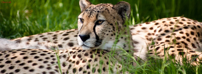 Cheetah facebook timeline cover photo