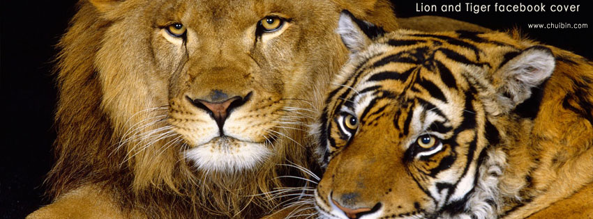 Lion and Tiger facebook cover photo