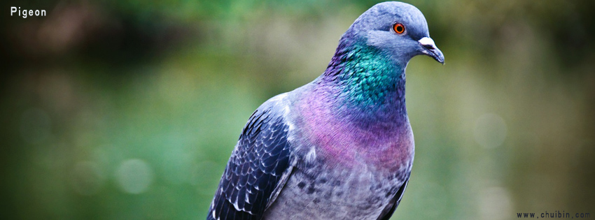 Pigeon facebook cover photo