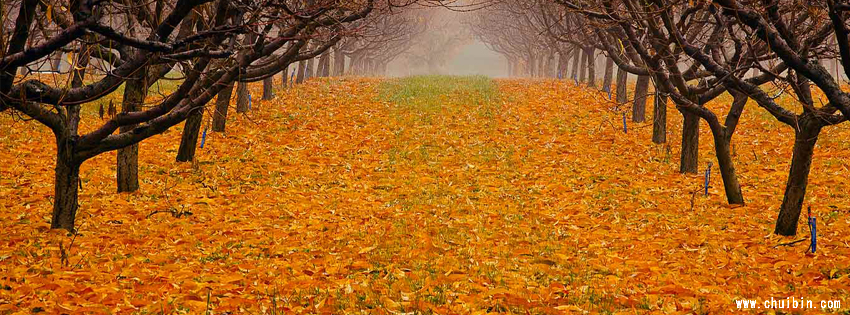 Autumn leaves facebook covers photo