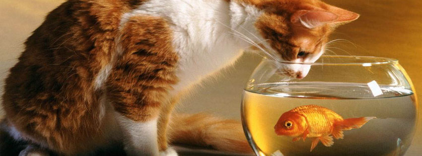 Cat and fish facebook cover photo