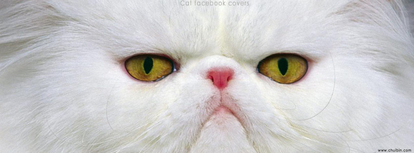 Cat facebook covers photos