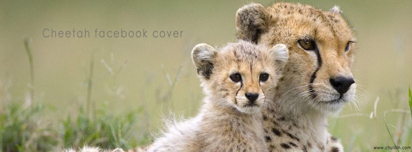 Cheetah facebook cover photo