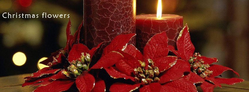 Christmas flowers facebook cover photo with candle