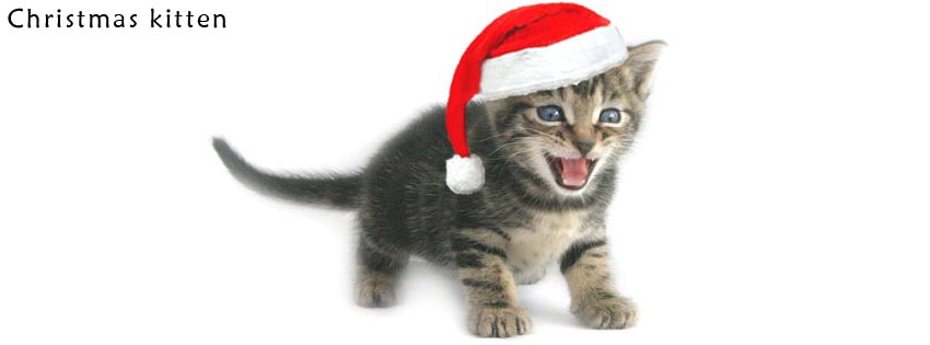 Christmas kitten facebook cover photo