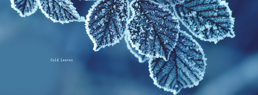 Cold Leaves facebook cover photo