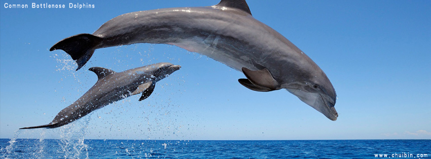 Common Bottlenose Dolphins facebook cover