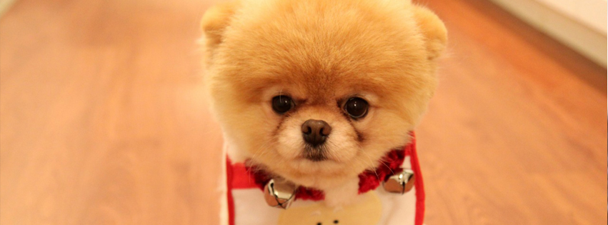 Cute Dog Christmas facebook cover photo