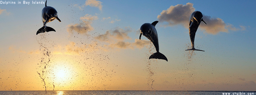 Dolphins in Bay Islands facebook cover photo