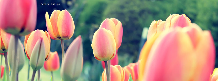 Easter Tulips facebook cover photo