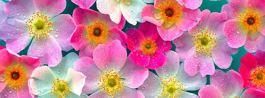 Flowers pictures for facebook cover photo
