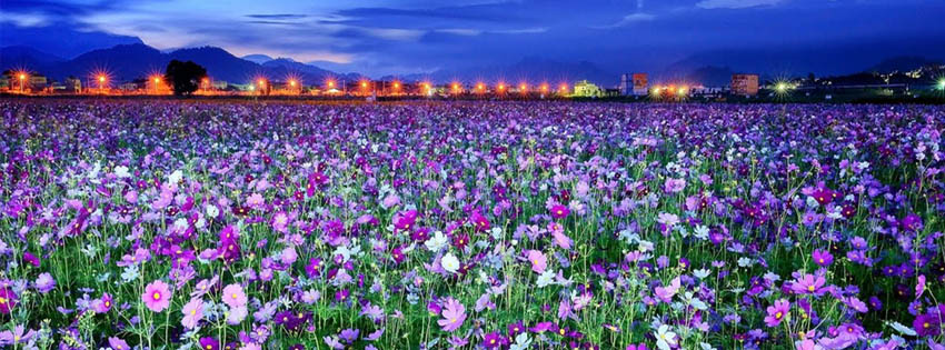 Flowers wallpapers for facebook cover page