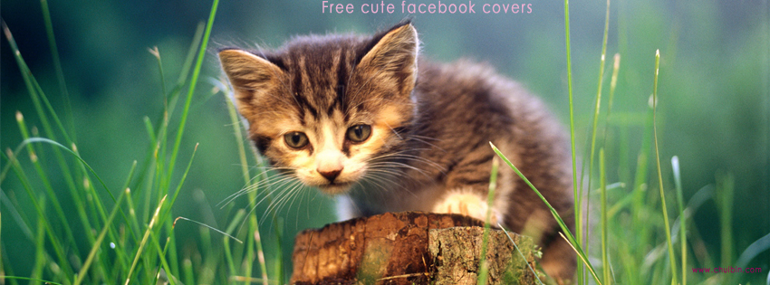 Free cute facebook covers photo