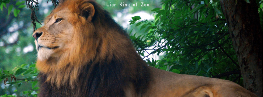 Lion King of Zoo facebook cover photo