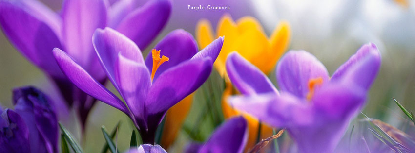 Purple Crocuses facebook cover photo