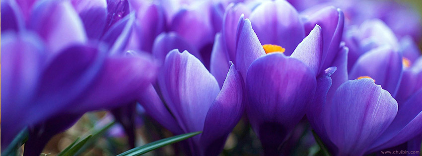 Purple flower facebook covers photo