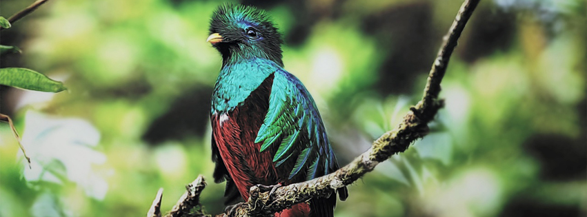 Quetzal Bird facebook cover photo