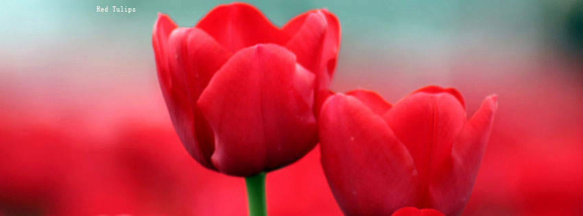 Red Tulips facebook cover photo