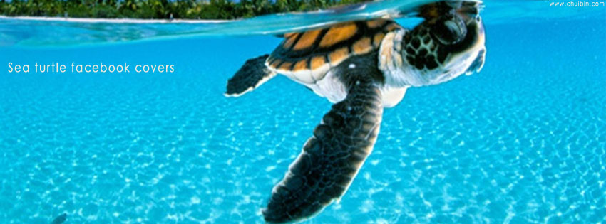 Sea turtle facebook covers photos