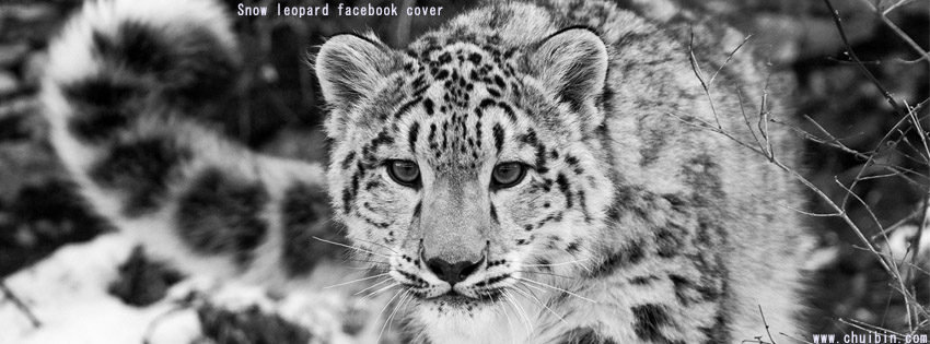 Snow leopard facebook cover photo