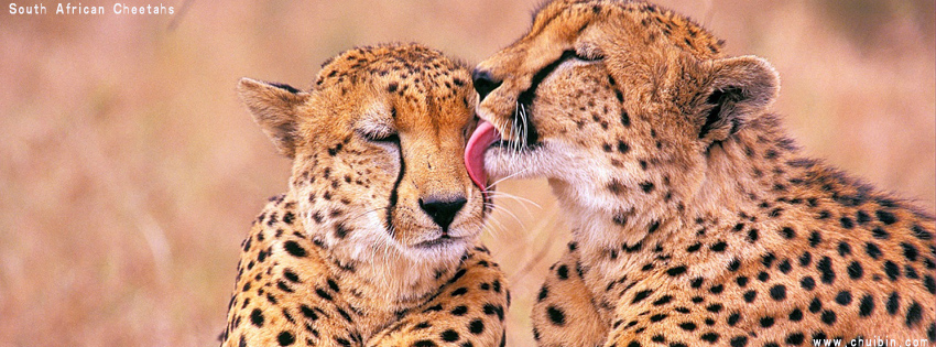 South African Cheetahs facebook cover photo