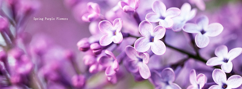 Spring Purple Flowers facebook cover photo