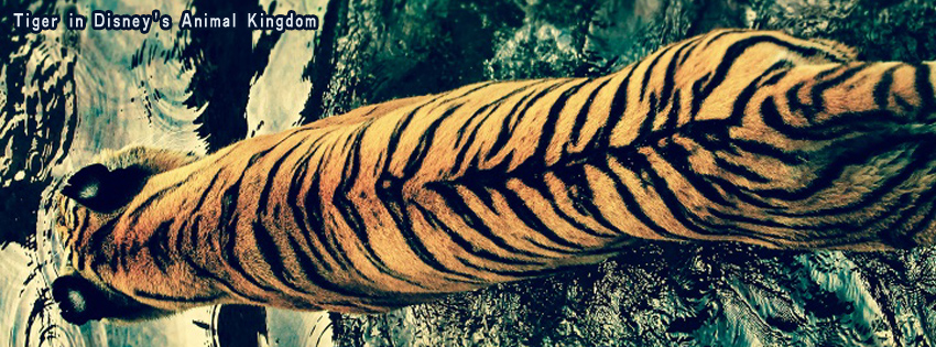 Tiger in Disneys Animal Kingdom facebook cover photo