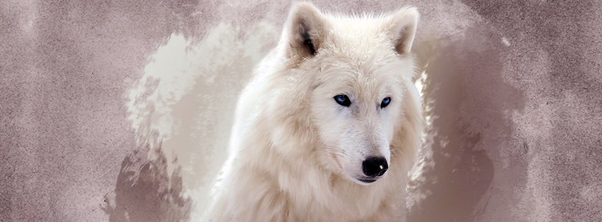 White Wolf facebook cover photo