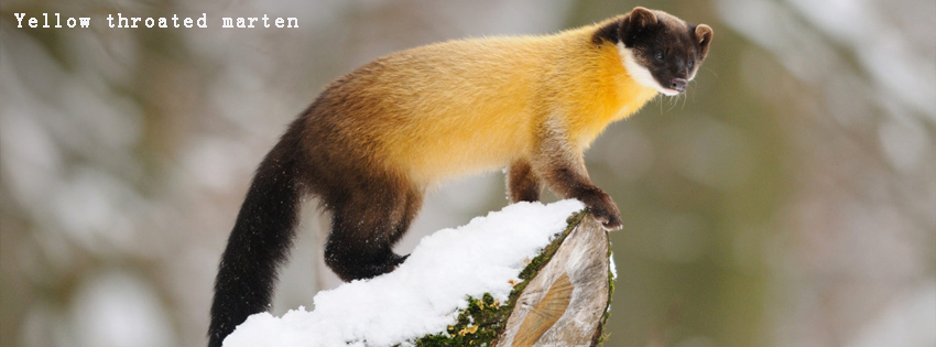Yellow throated marten facebook cover photo