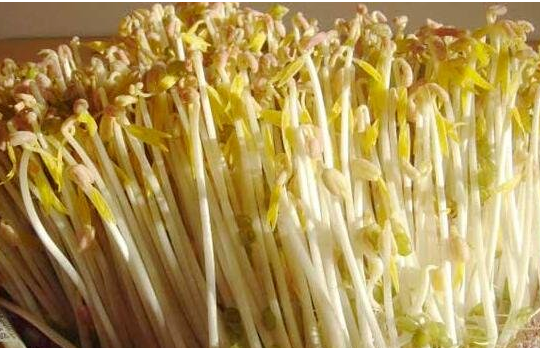 豆芽观察日记七天带图